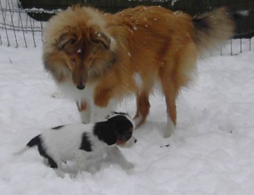 Alice og Snoopy i snen