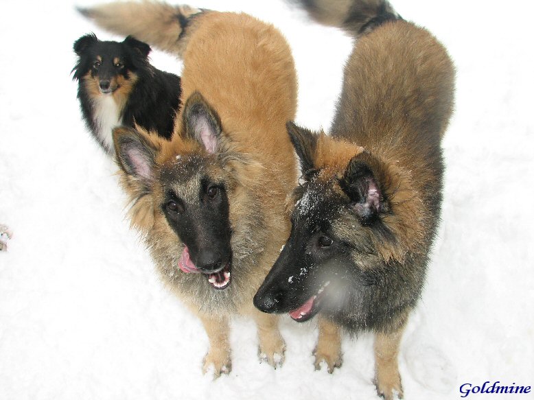 Skrllan, Menah og Mavrick i snen feb 06